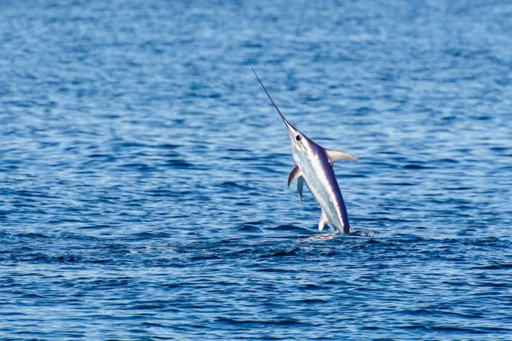 Swordfish jumping out of the water