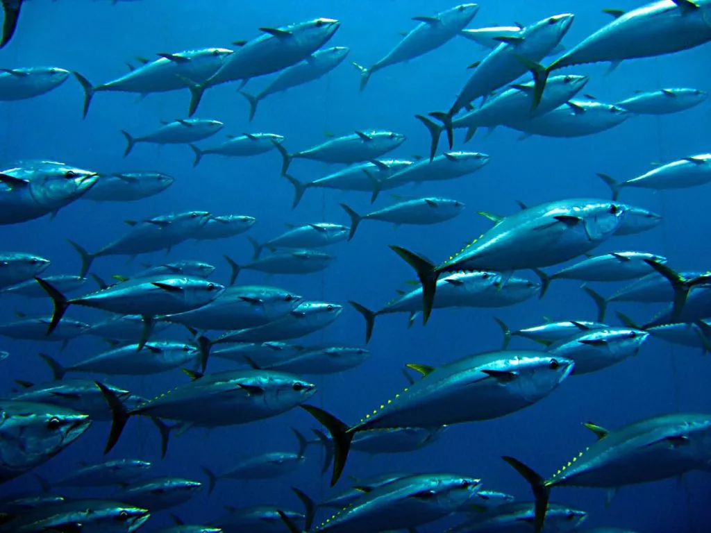 A school of Tuna