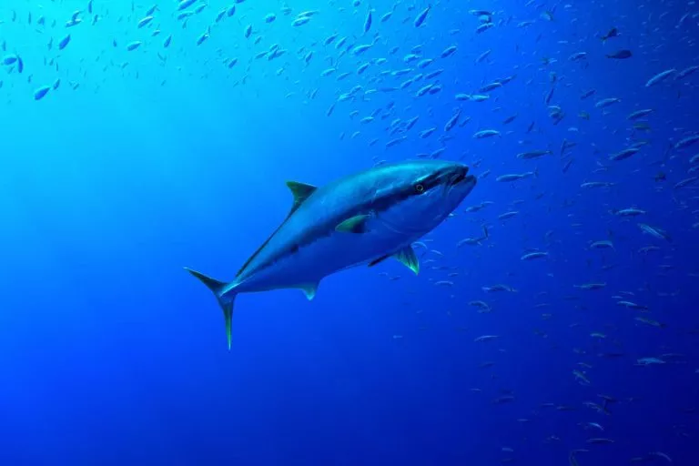 Tuna in the depths